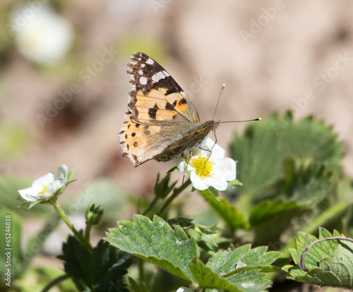 Macro of a Butterfly Cacyreus marshalli on a strawberry flower #65246838