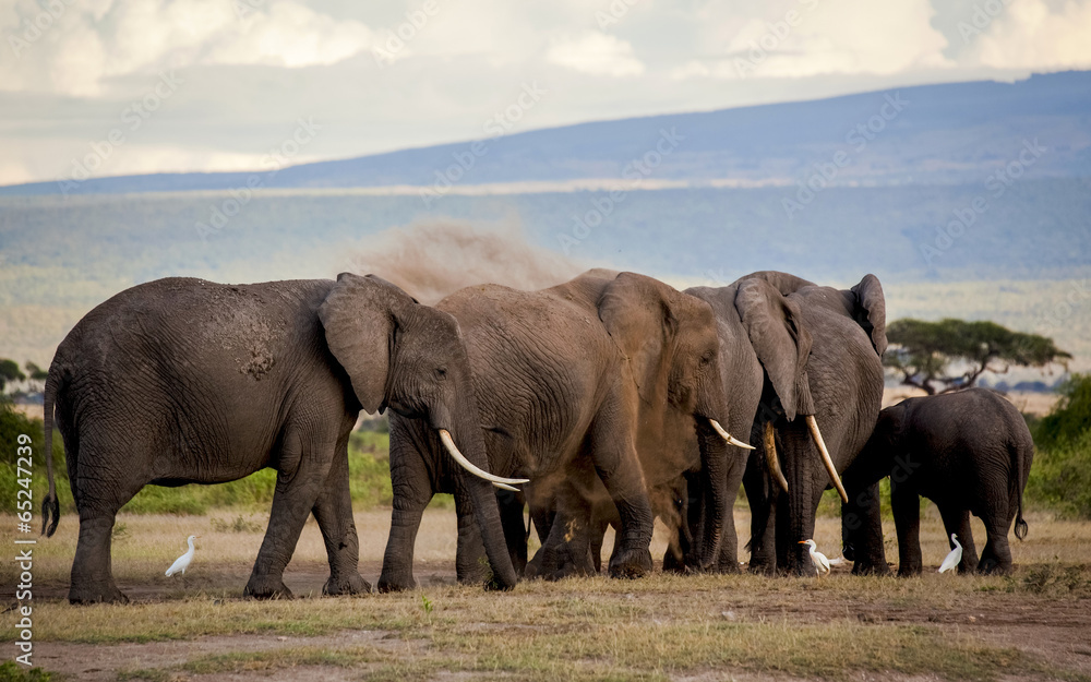 Naklejka premium Elephant herd dust bathing