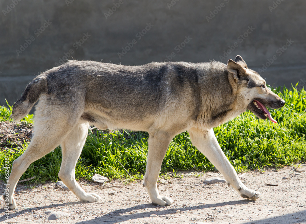 Fototapeta premium Shepherd dog