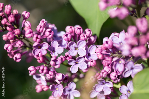 beautiful lilac flowers in nature