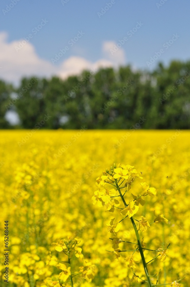 Detail of yellow canola with blurred trees and blue sky Detail of yellow canola with blurred trees and blue sky