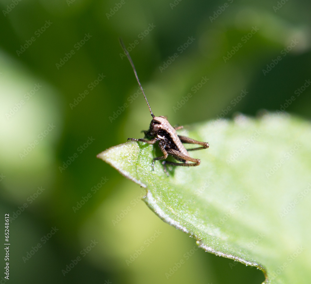 grasshopper in the grass outdoors. macro grasshopper in the grass outdoors. macro