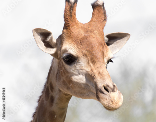 giraffe's head © schankz