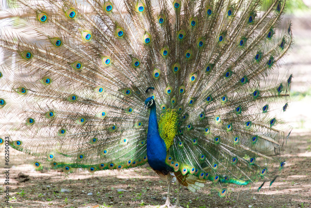 Fototapeta premium beautiful bird peacock
