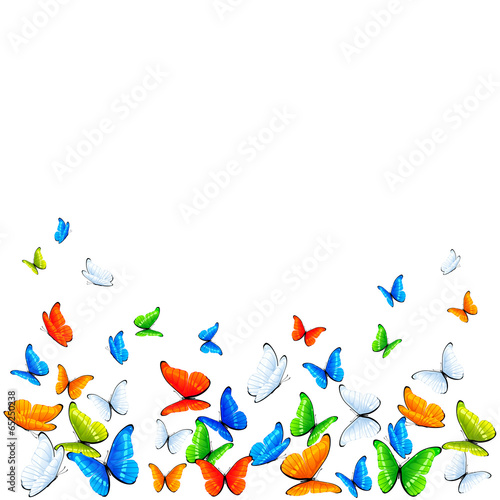 Butterflies on white background