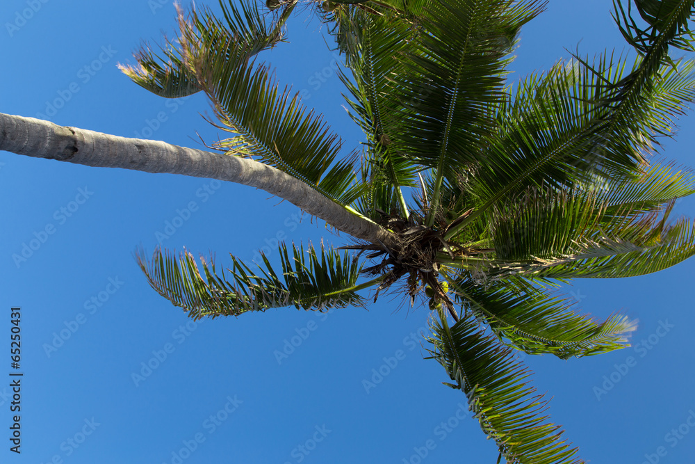 Fototapeta premium palm with sky