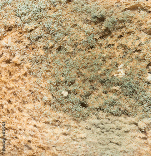 mold on bread. macro photo