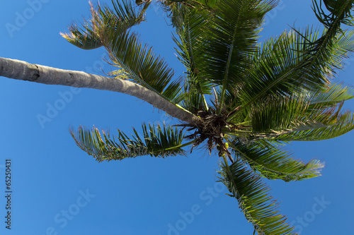 palm with sky © carles