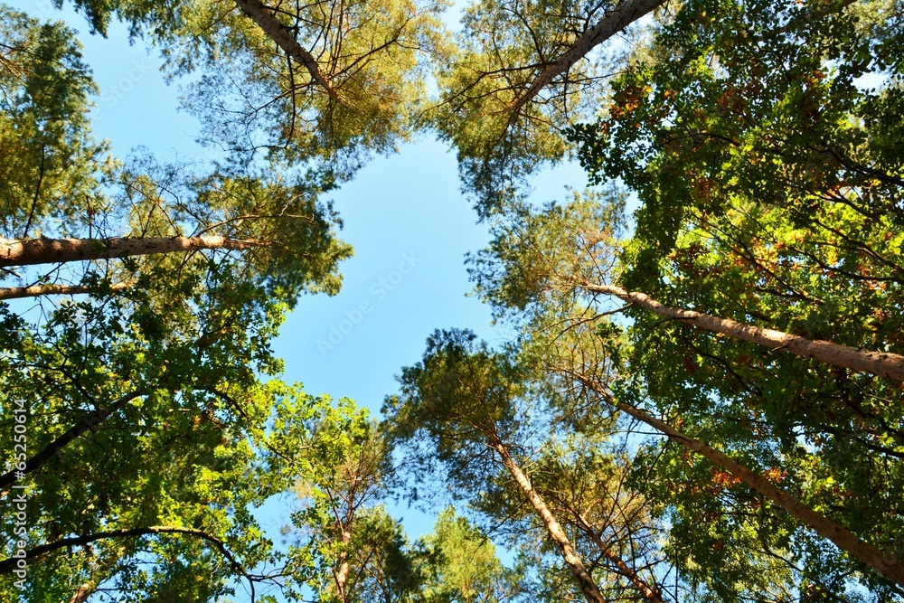 Obraz premium Forest in autumn