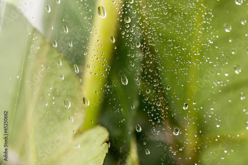 Fotografi drops on the cellophane on flowers
