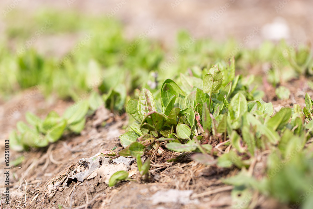 garden sorrel garden sorrel