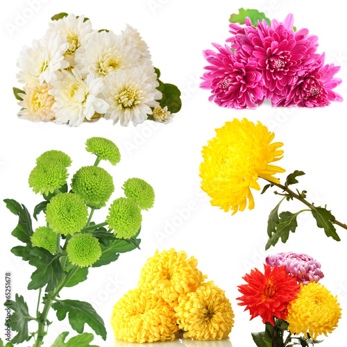 Fototapeta Naklejka Na Ścianę i Meble -  Collage of chrysanthemums flowers isolated on white