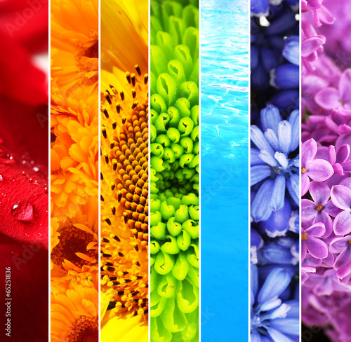 Fototapeta Naklejka Na Ścianę i Meble -  Collage of beautiful flowers and water