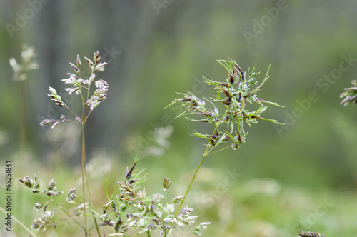 Flowers of bulbous bluegrass, Poa bulbosa