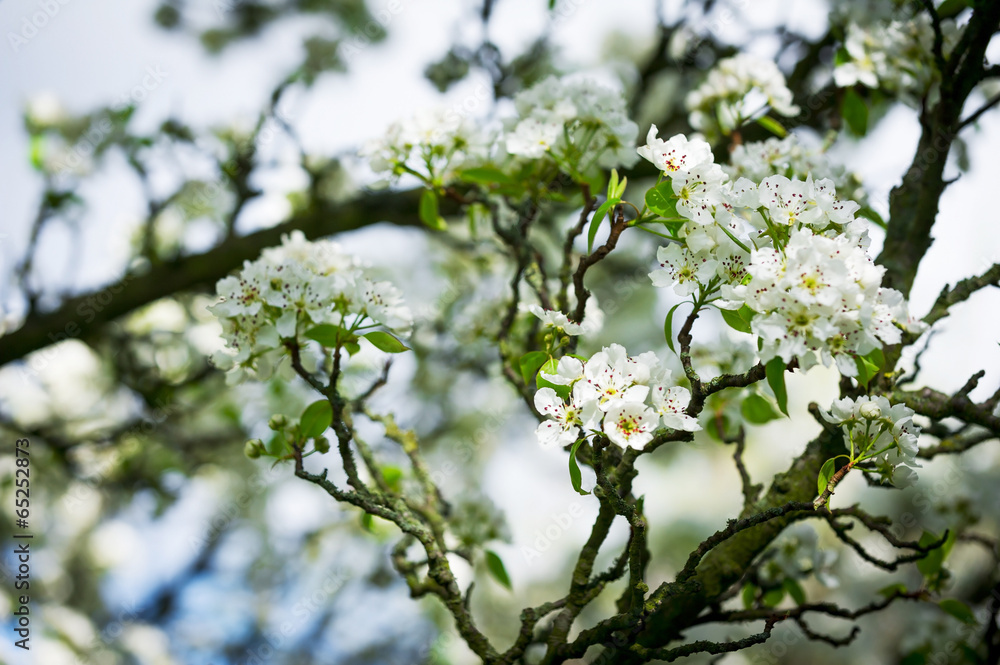 Horizontal colour image of pear tree in bloom Horizontal colour image of pear tree in bloom