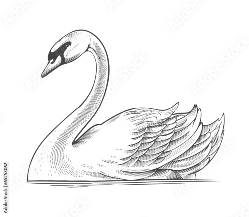 Swan in engraving style