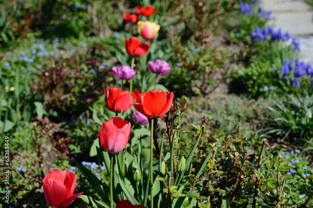 beautiful flower in the garden