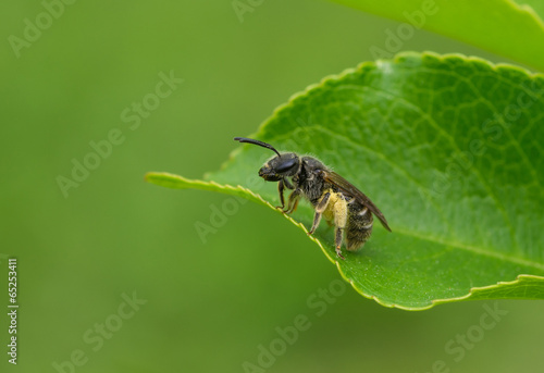 Small bee having short rest on a leaf © Yuri Kravchenko