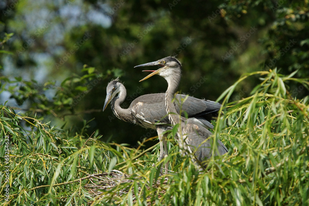 Fototapeta premium Grey Heron, Ardea cinerea