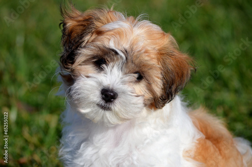 Cute puppy