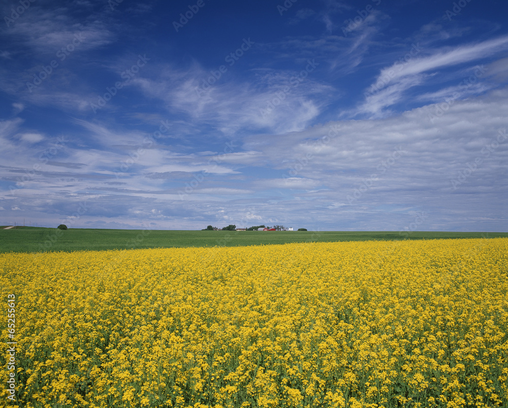 The image of beautiful nature The image of beautiful nature