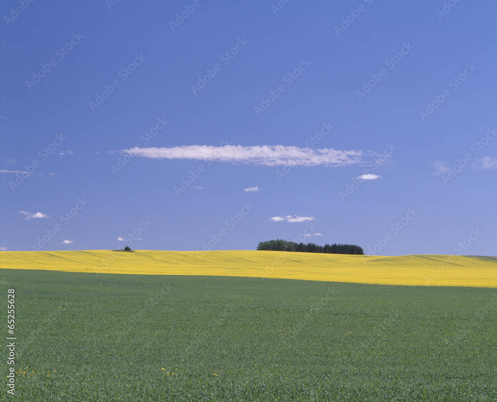 Obraz premium The image of beautiful nature