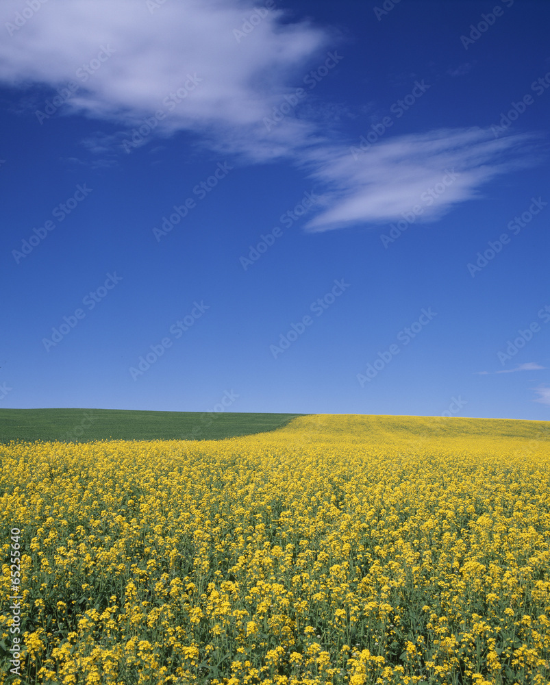 The image of beautiful nature The image of beautiful nature