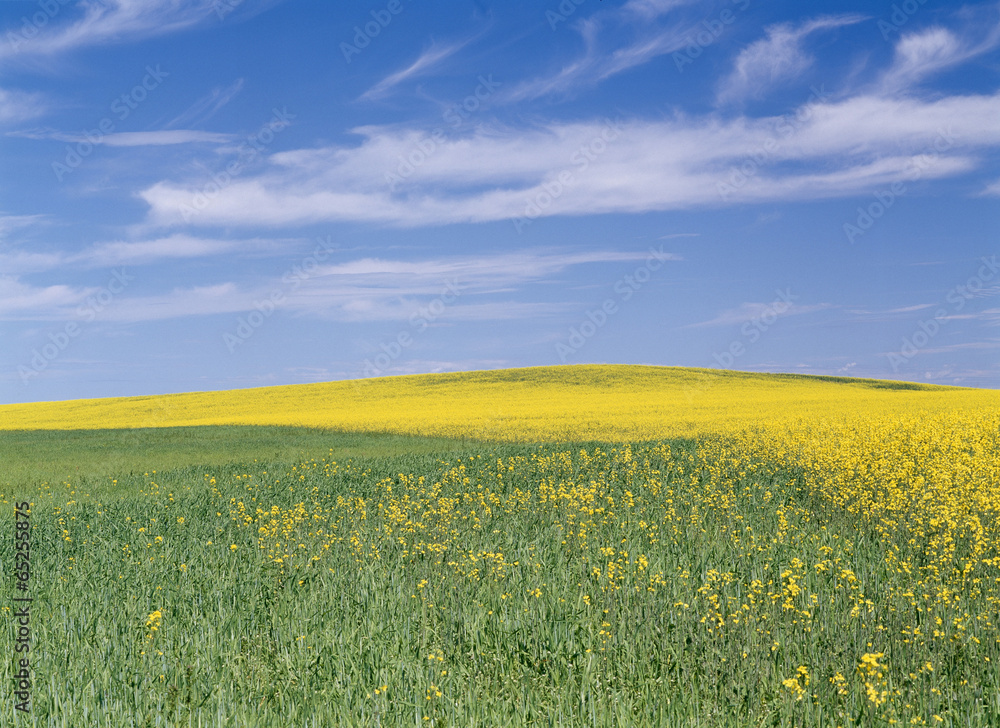 Fototapeta premium The image of beautiful nature