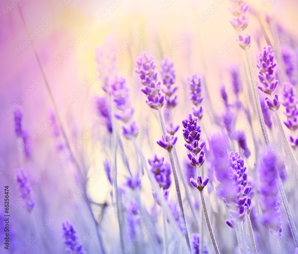 Naklejka premium Lavender lit by sun rays
