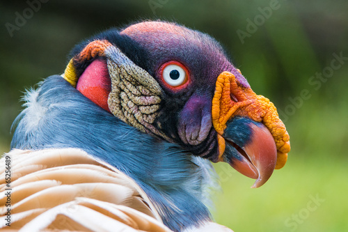 Closeup portrait of a King vulture (Sarcoramphus papa) photo