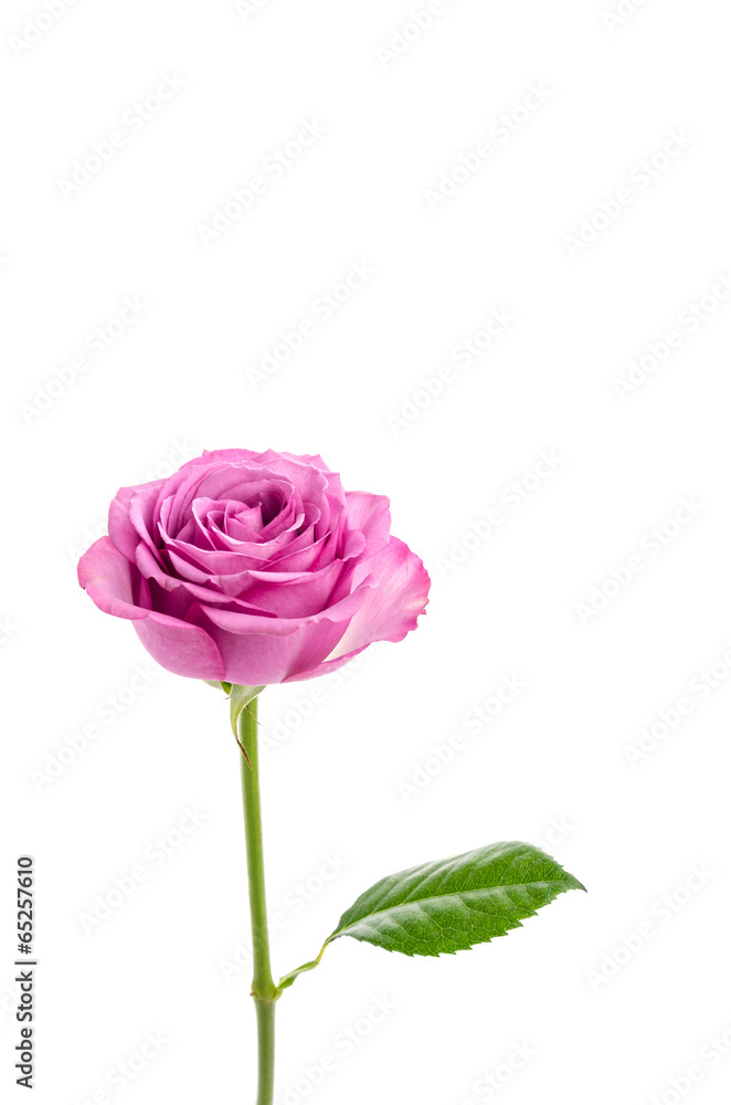 Pink rose isolated on white Pink rose isolated on white