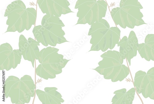 蔦の葉の緑が爽やかな壁紙背景素材