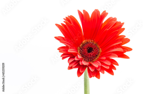 Gerbera