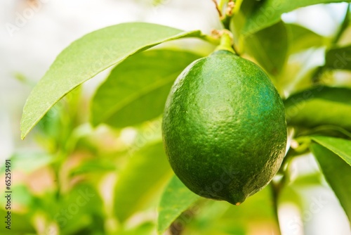 Wallpaper Mural Lemon Tree Fruit Torontodigital.ca