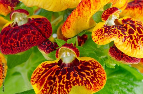 Closeup of yellow and red calceolarua flowers photo