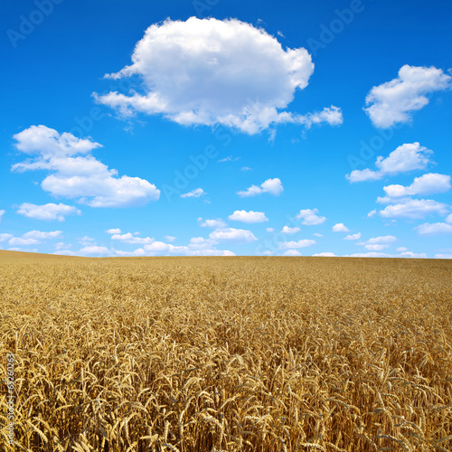 golden wheat with blue sky
