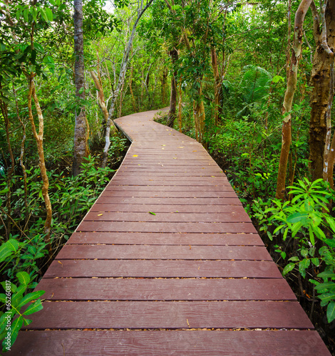 Path to the jungle,Trang,Thailand