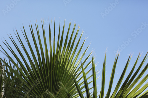 fan palm tree leaves with blue sky in the background