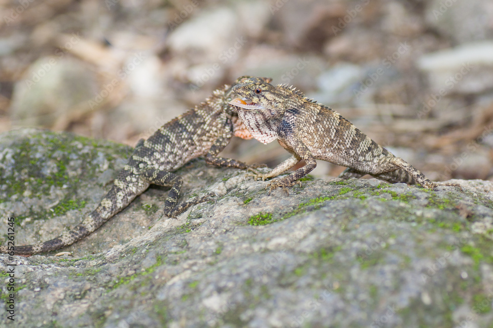 Lizards fighting Lizards fighting