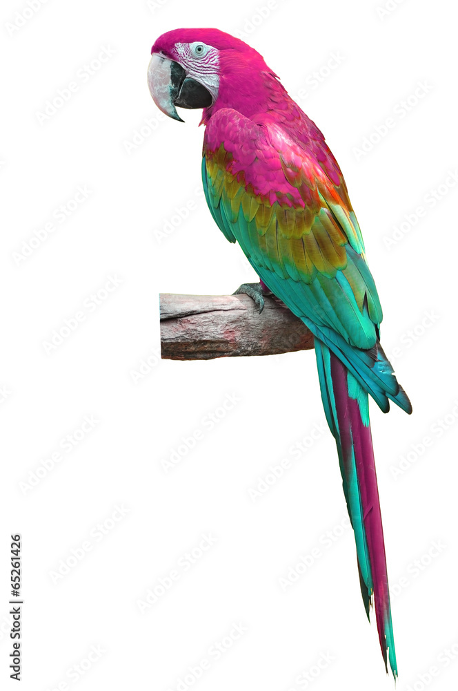 Fototapeta premium colorful macaw