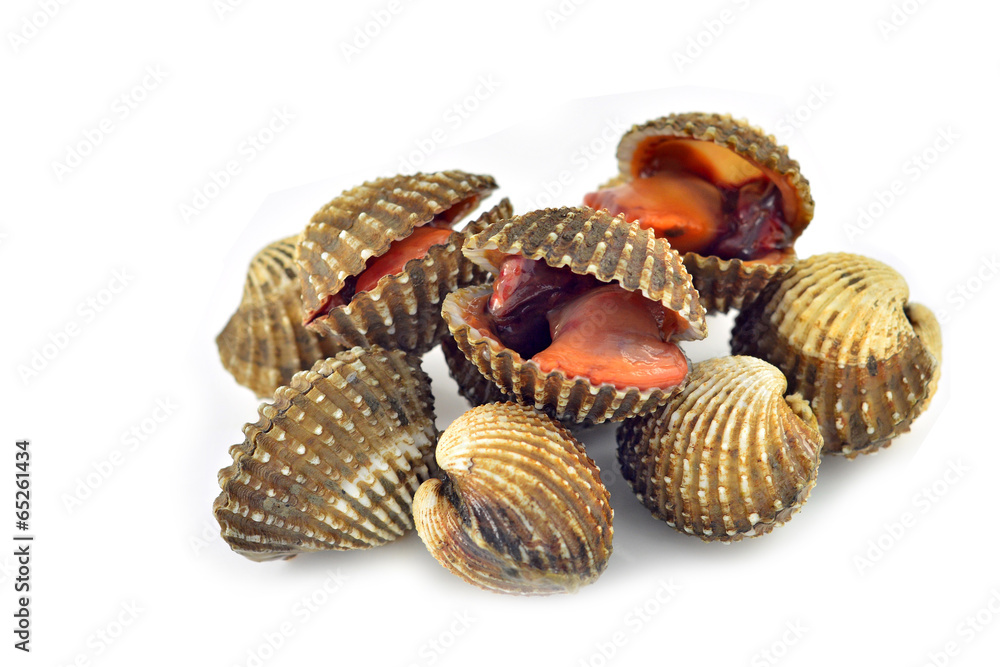 Blood cockle Blood cockle