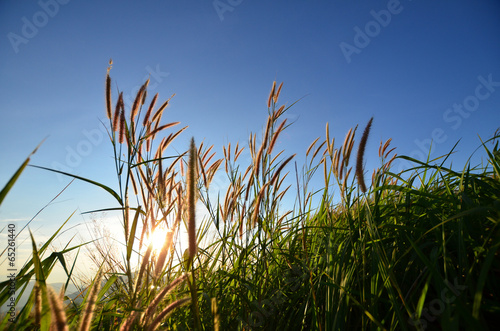 Grass Fields