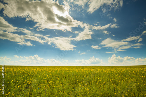 Agriculture field and blue sky