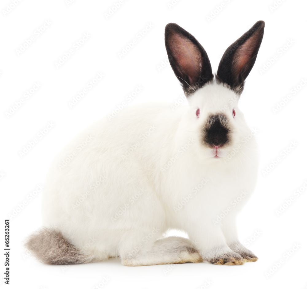 Rabbit Rabbit