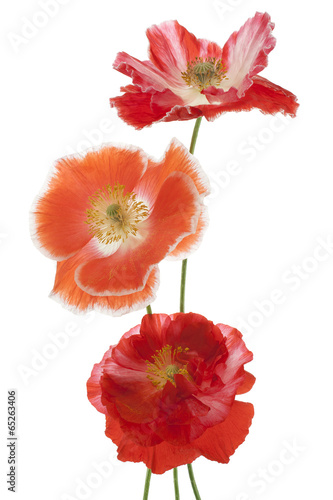 Fototapeta Naklejka Na Ścianę i Meble -  poppy