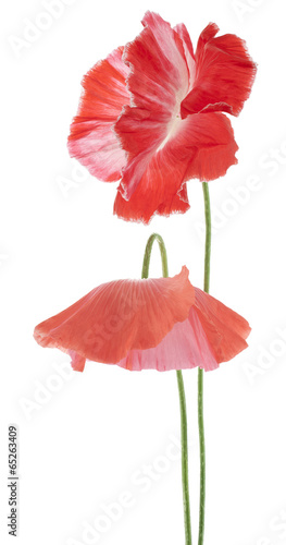 Fototapeta Naklejka Na Ścianę i Meble -  poppy