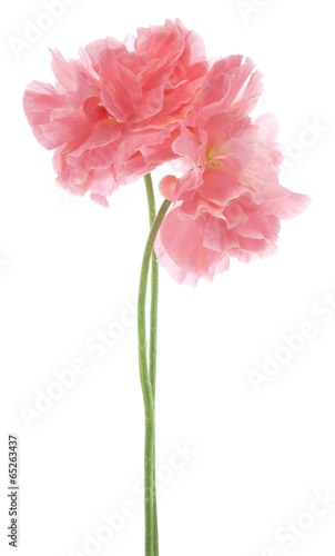 Fototapeta Naklejka Na Ścianę i Meble -  poppy