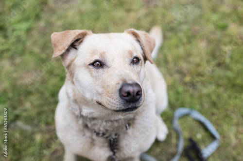 Labrador Retriever Dog