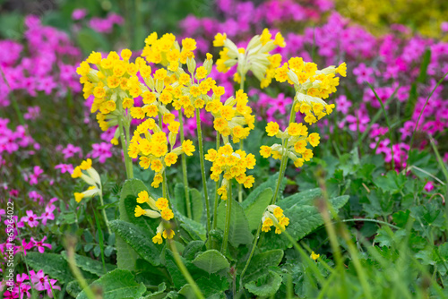 Bunch of Primula veris in g...