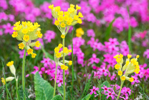 Closeup of Primula veris in...